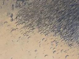The edge of the swarm, where individual marks are still legible and the rhythm of the hand can be counted.