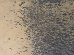 The full field: a single repeated gesture, thickening from left to right until the ochre ground disappears under it.